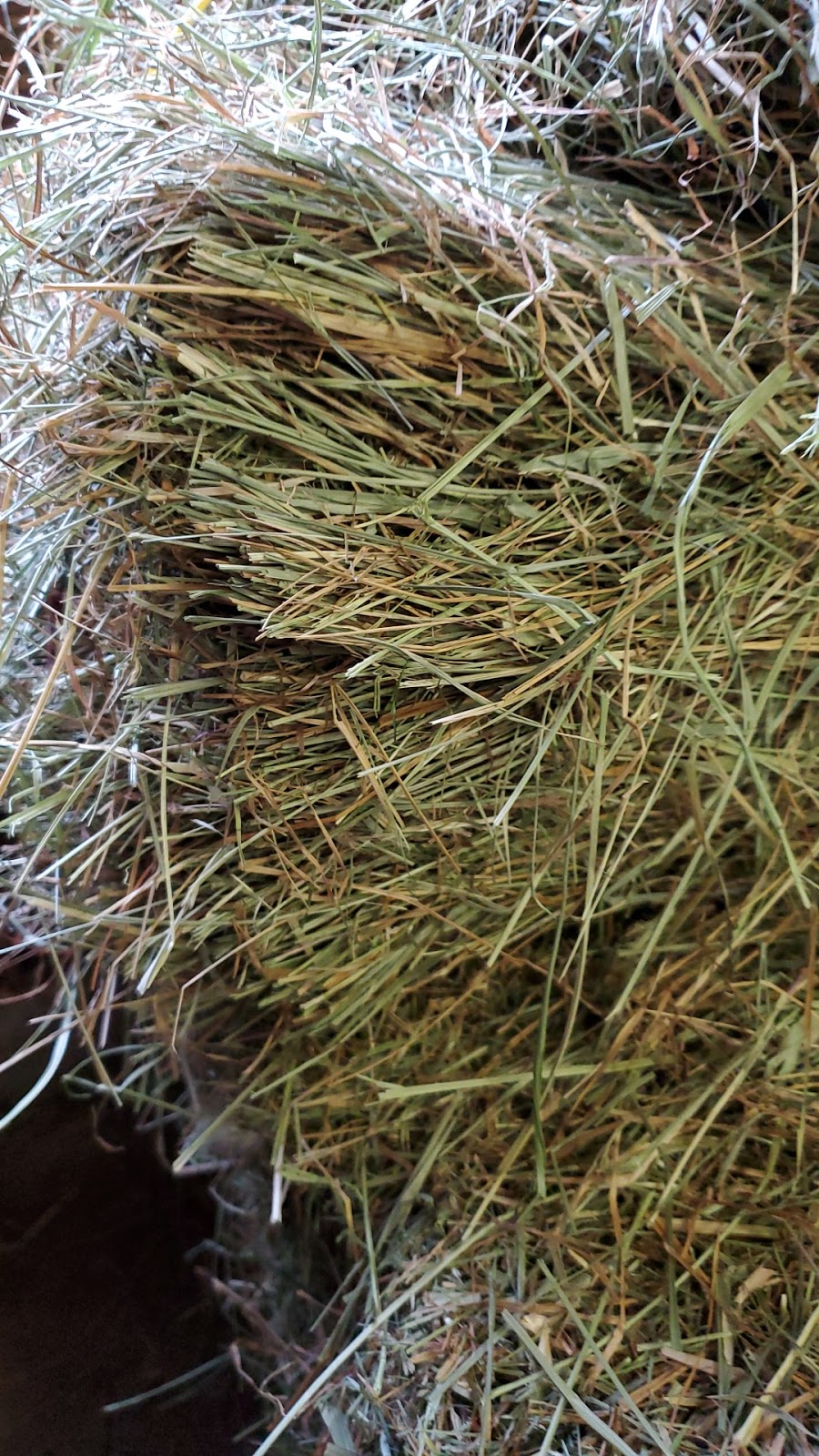Red Barn Hay Company | 6867 Lickman Rd, Chilliwack, BC V2R 4A9, Canada | Phone: (604) 316-1199
