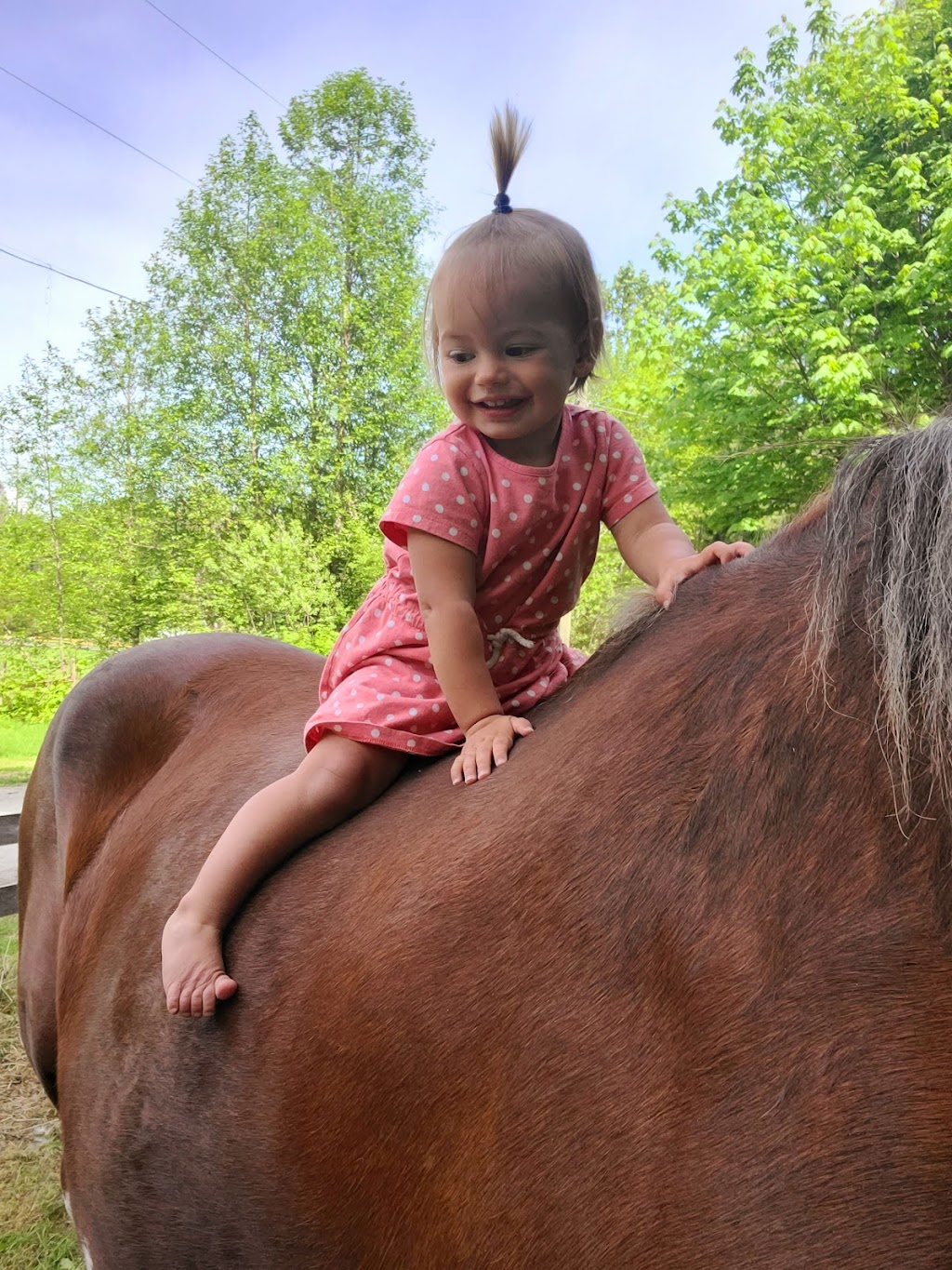 Glacier Valley Farm | 12825 Squamish Valley Rd, Brackendale, BC V0N 1H0, Canada | Phone: (604) 902-5951