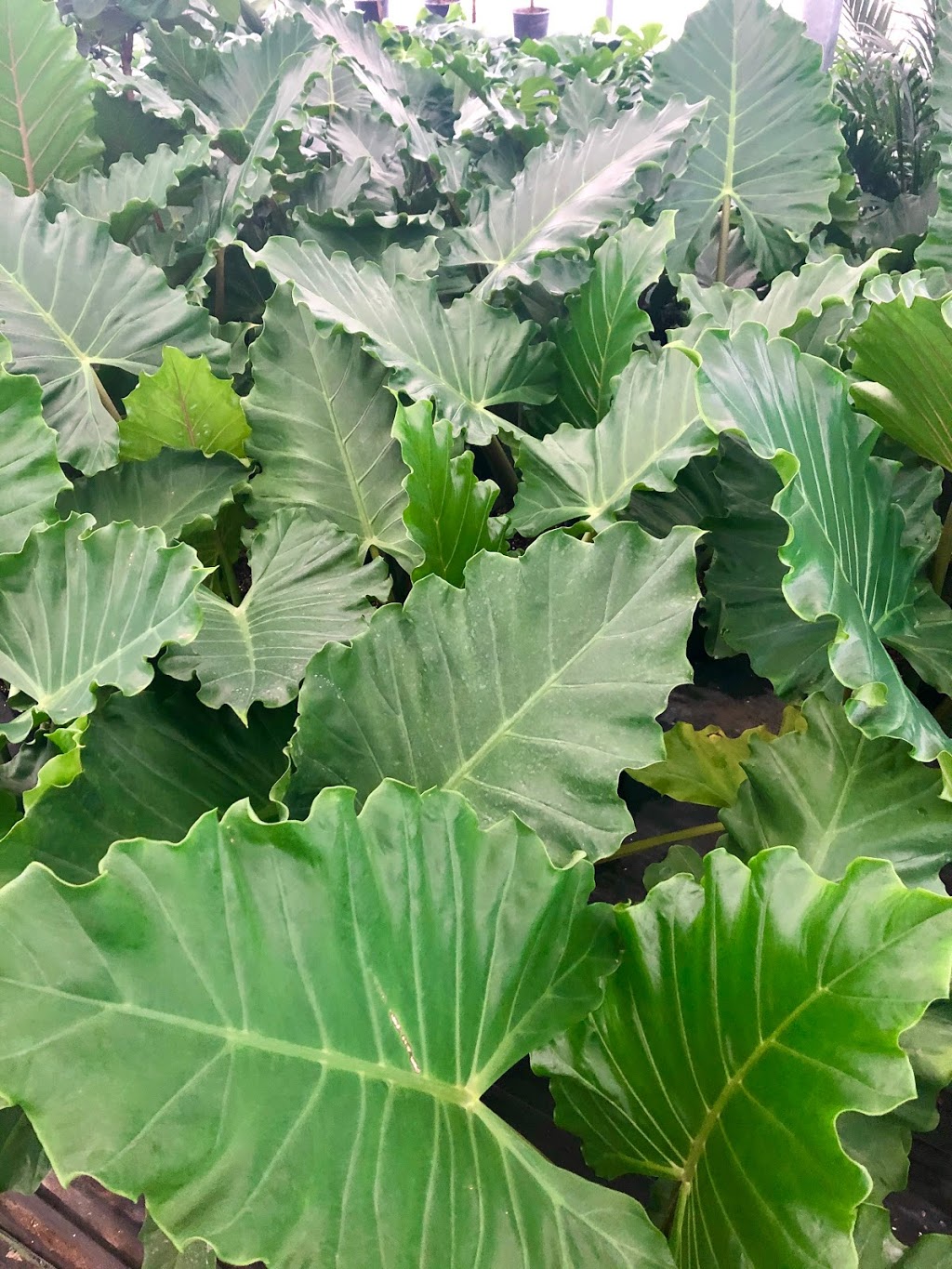Tropical Trading Co. | 1222 Norfolk County Rd 19, Wilsonville, ON N0E 1Z0, Canada | Phone: (519) 755-1285