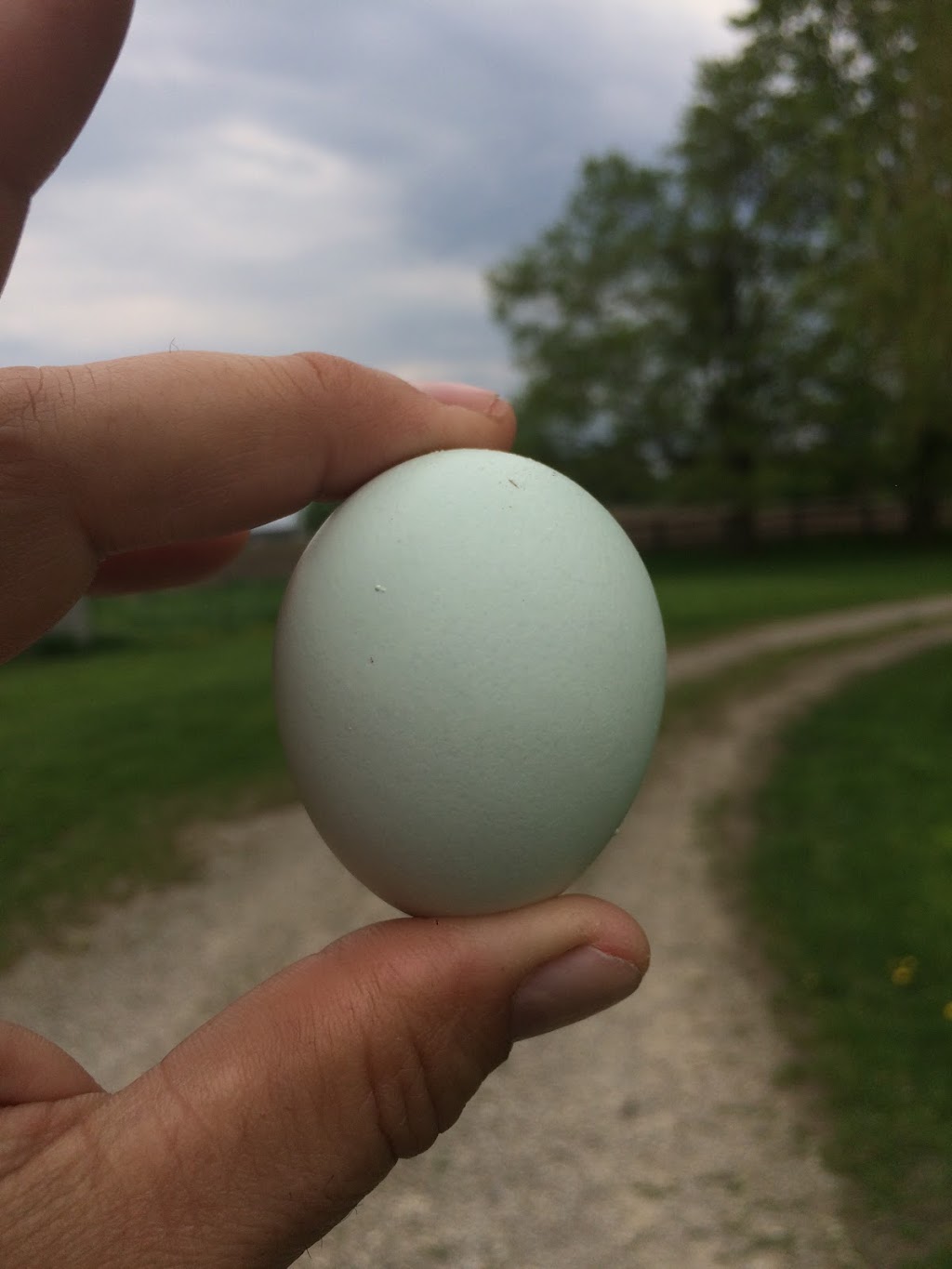 Chickadee Hill Farm | 18249 Shaws Creek Rd, Alton, ON L7K 1L2, Canada | Phone: (519) 350-6411