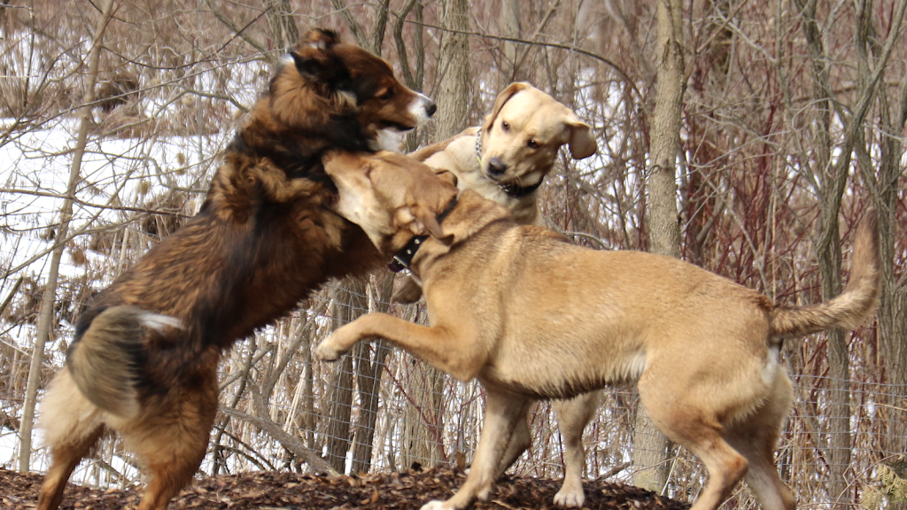 In the Lead Dog Walking | 7 Hassard Ave, East York, ON M4K 3N3, Canada | Phone: (416) 543-0017