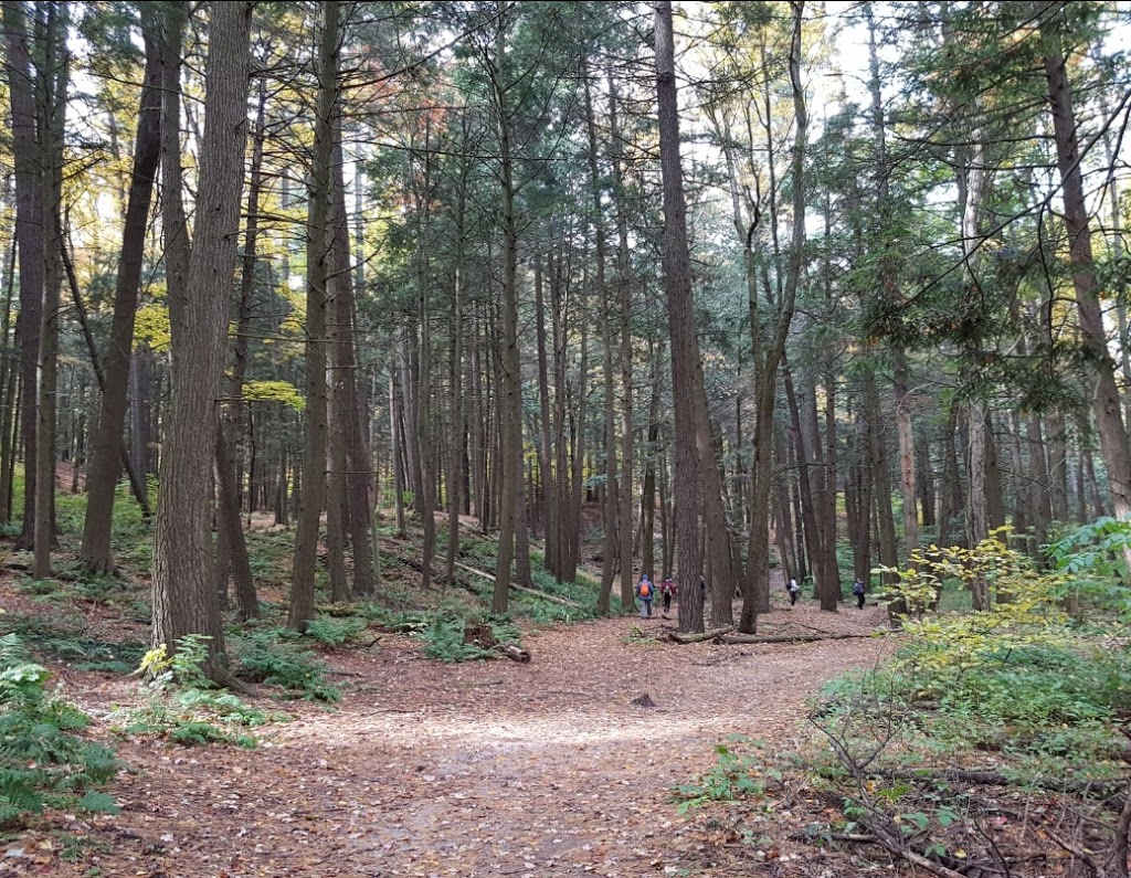 Jefferson Forest | Stouffville Rd, Richmond Hill, ON L4E 5B4, Canada
