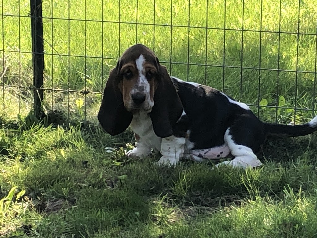Basset Acres | Range Rd 180, Hilliard, AB T0B 2B0, Canada | Phone: (587) 988-2406