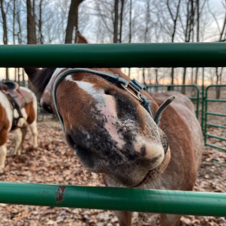 Horseshoe Ranch | 567 Charlotteville Rd 1, St Williams, ON N0E 1P0, Canada | Phone: (226) 228-3536