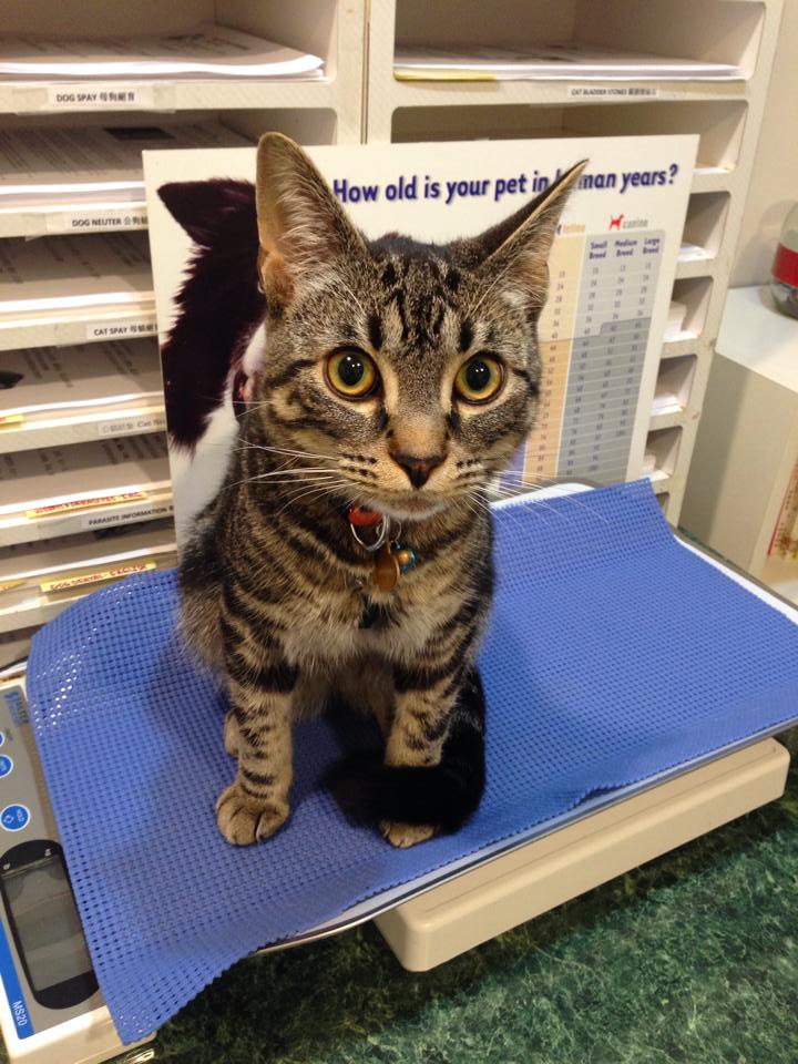 Pacific Pet Clinic 溫哥華長青寵物醫院 | 3628 Kingsway, Vancouver, BC V5R 5M2, Canada | Phone: (604) 437-3799
