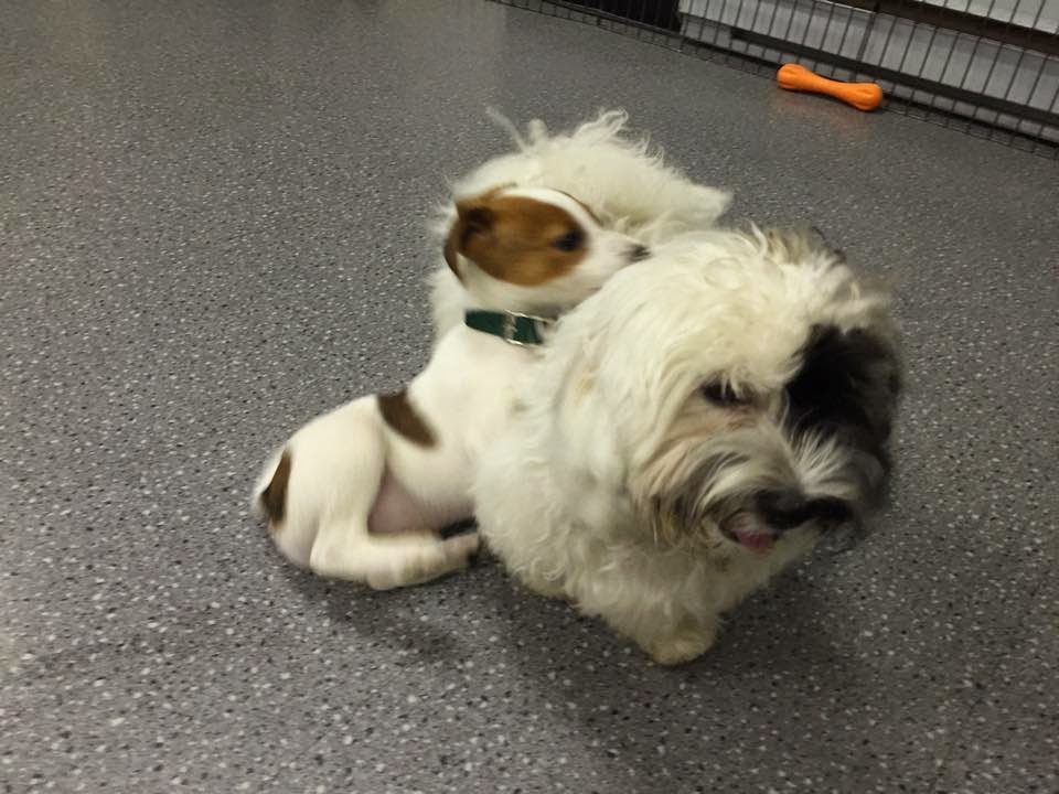 Just Doggin It Adventures Ltd. | 6611 Bear Lake Rd, Mesachie Lake, BC V0R 2N0, Canada | Phone: (250) 580-8364
