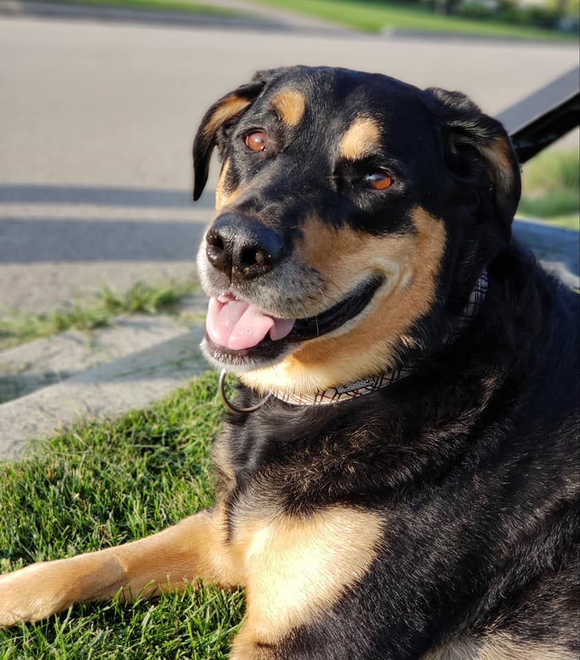 Campus Estates Animal Hospital | 1460 Gordon St, Guelph, ON N1L 1C8, Canada | Phone: (519) 837-1212