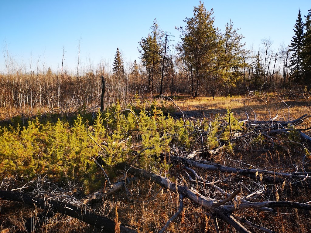 Opal Natural Area | Thorhild County No. 7, AB T0A 2R0, Canada