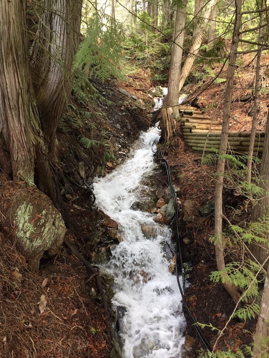 Tall Tree Standing | 2098 Eagle Bay Rd, Blind Bay, BC V0E 1H1, Canada | Phone: (604) 250-8007