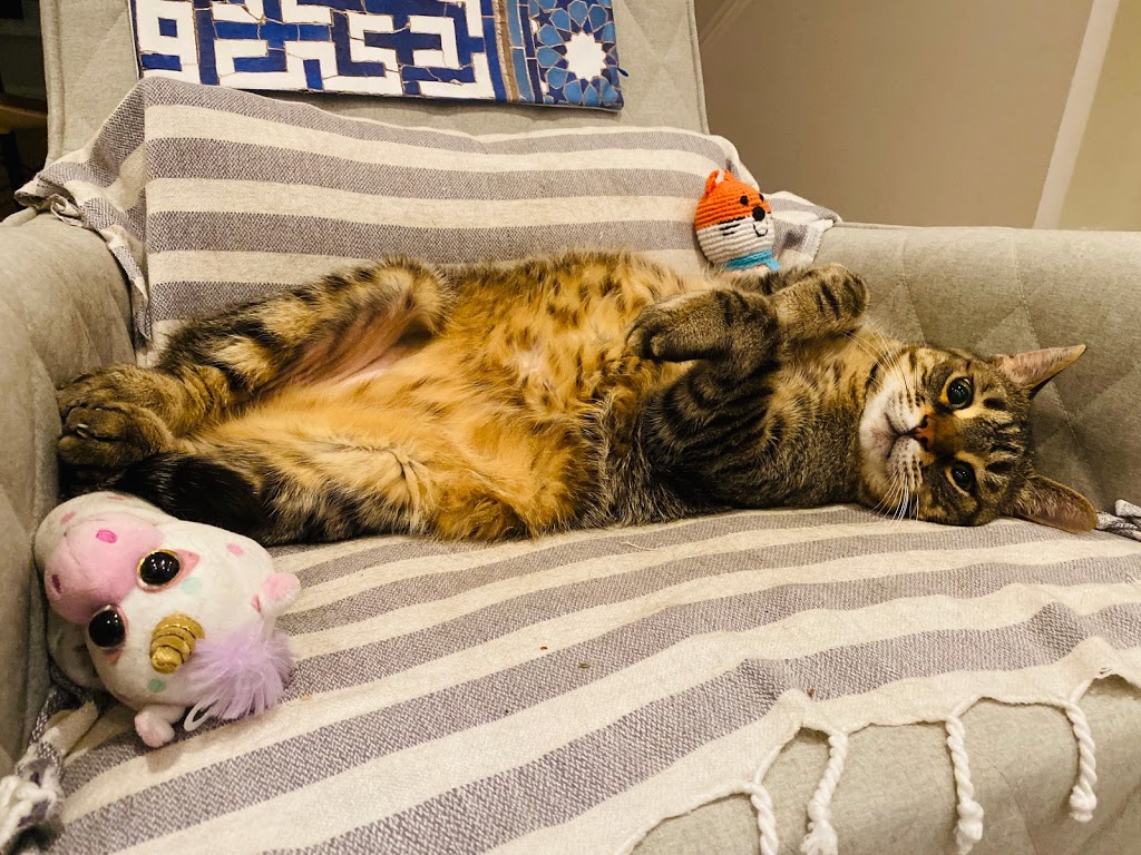 Downtown Toronto Cat Clinic | 739 Bloor St W, Toronto, ON M6G 1L6, Canada | Phone: (416) 479-0142