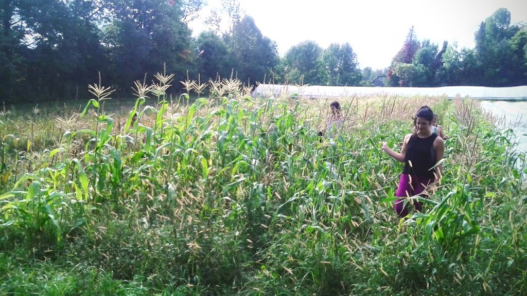Yoga à la ferme | 540 Chemin Labonté, Cookshire-Eaton, QC J0B 1M0, Canada | Phone: (819) 580-3568