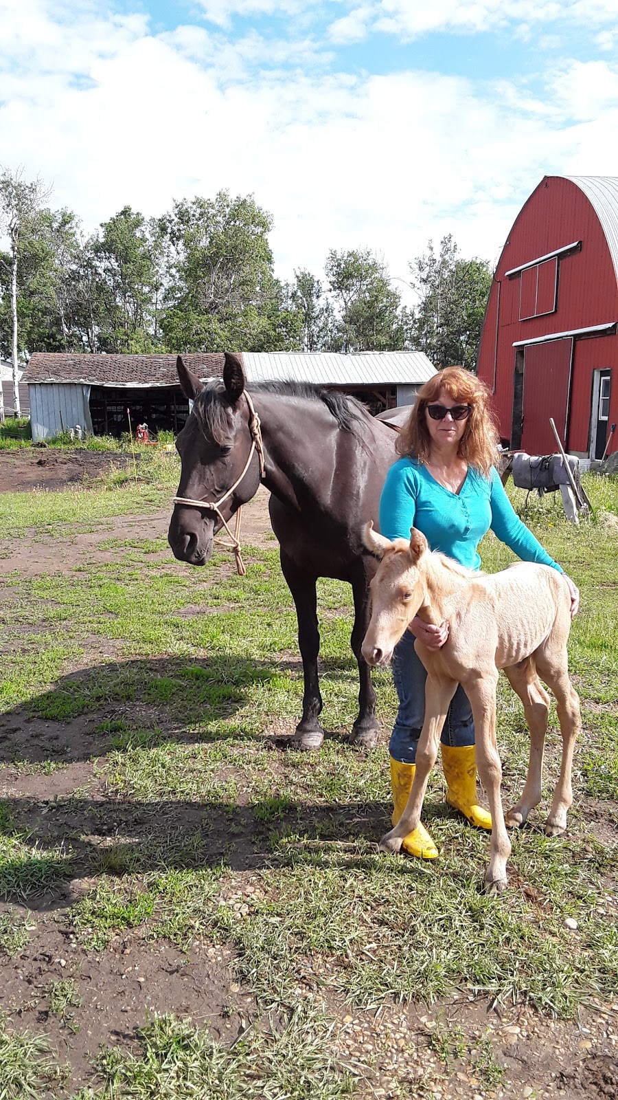 RIDEEASY RANCH | Box 27 Site 7, R.R. #, 1, Ponoka, AB T4J 1R1, Canada | Phone: (403) 597-7991