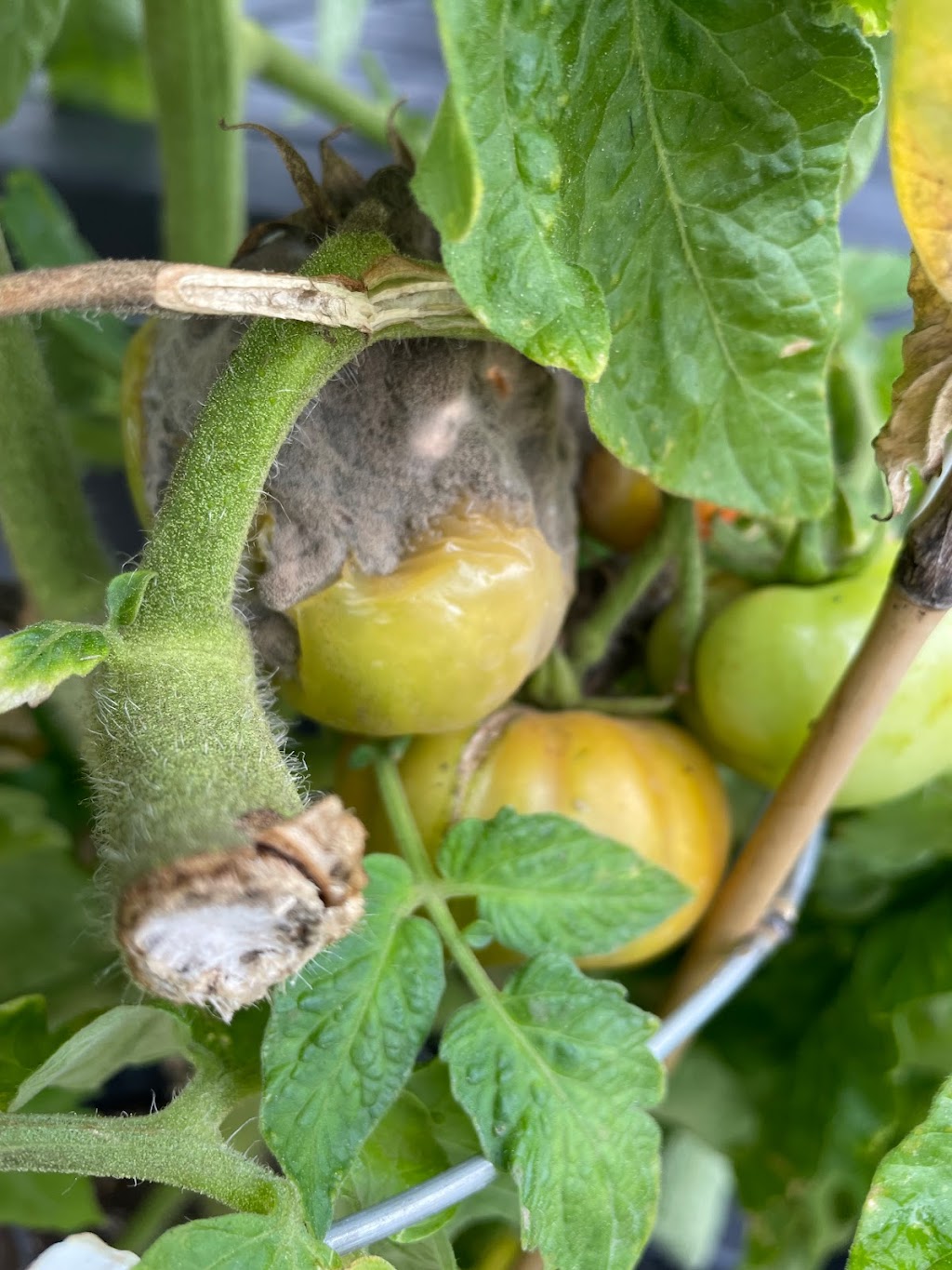Les Serres LeBlanc Greenhouses | 2439 Acadie Rd, Cap-Pelé, NB E4N 1B5, Canada | Phone: (506) 577-4622