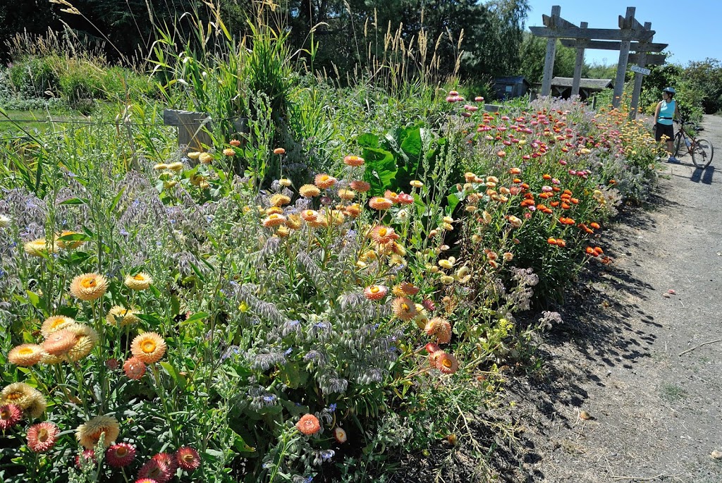 Terra Nova Rural Park Farm Center | 2631 Westminster Hwy, Richmond, BC V7C 1A1, Canada