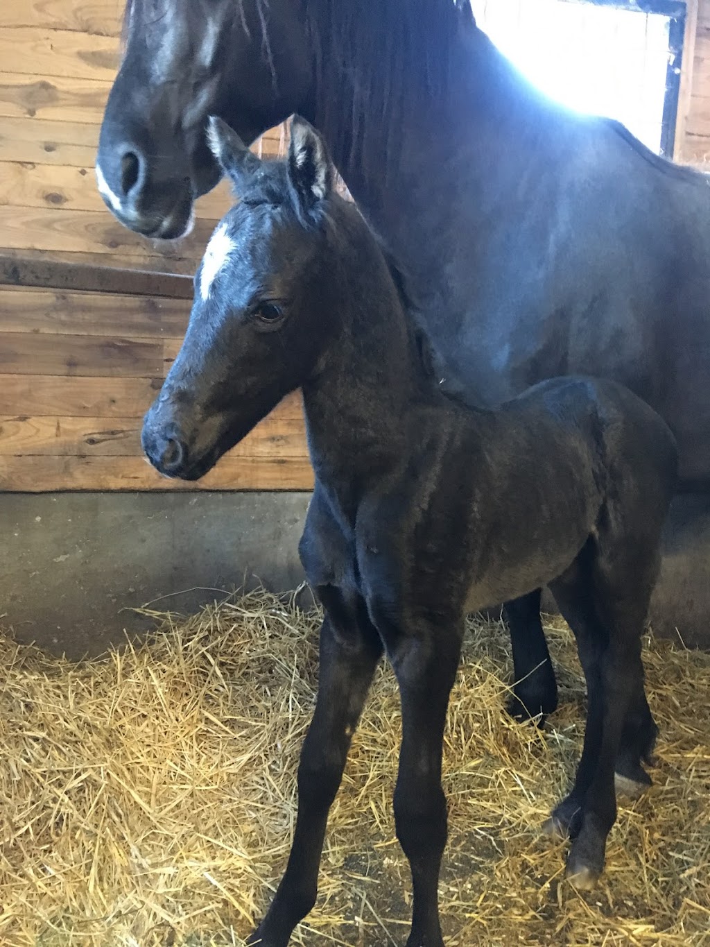 Chevaux JSA Morgan | 97 2e Rang E, Saint-Gervais, QC G0R 3C0, Canada | Phone: (418) 576-5835