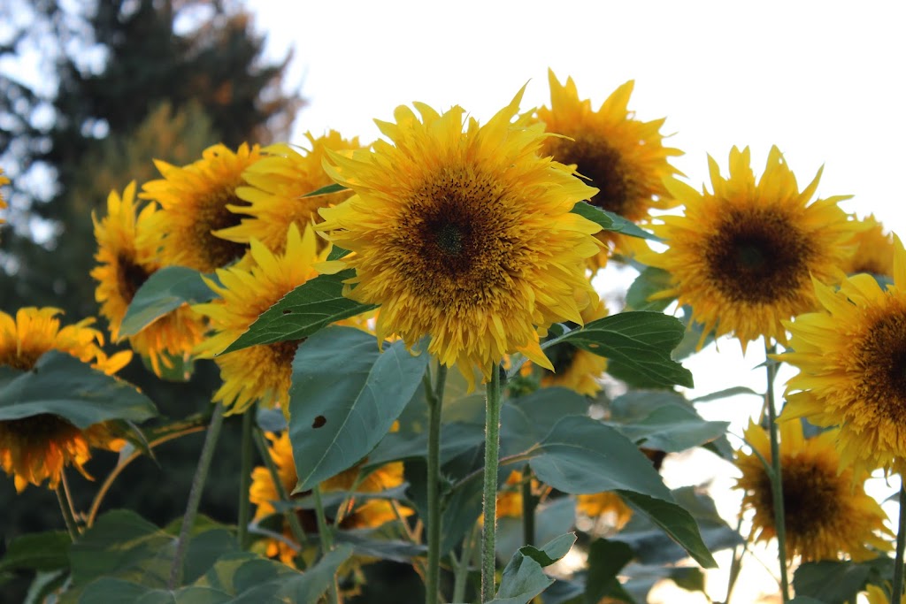Willanna Farm: Seasonal Bouquets, Christmas Trees and more | 4062 Lefeuvre Rd, Abbotsford, BC V4X 1N8, Canada | Phone: (604) 850-4196