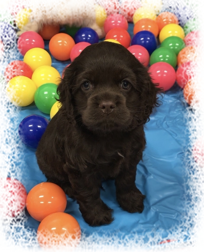 CandyvillePups | 5457 Imperial Rd, Aylmer, ON N5H 2R2, Canada | Phone: (519) 494-5488