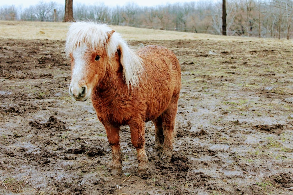 Big Heart Equine | 923 2nd Line, Hagersville, ON N0A 1H0, Canada | Phone: (365) 323-4156