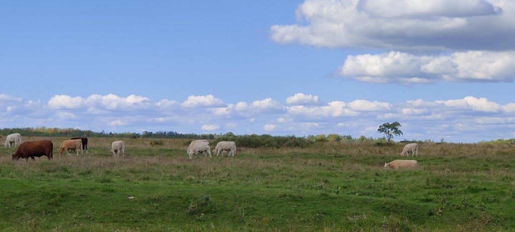 Western Trent Golf Club | 156 Bolsover Rd, Bolsover, ON K0M 1B0, Canada | Phone: (705) 426-9940