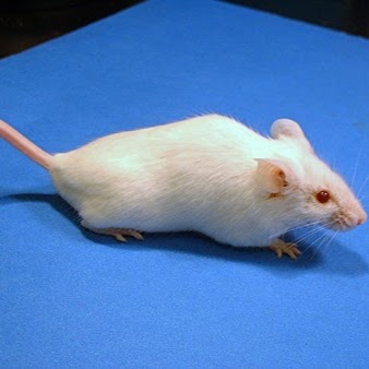 NICE PEST CONTROL | 49 Miramar St, Brampton, ON L6R 2S6, Canada | Phone: (416) 995-9877