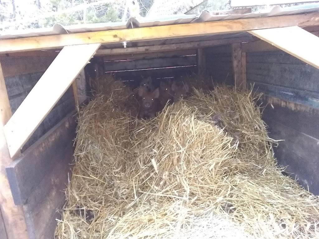 Kevin Farm | 445 Ballyduff Rd, Pontypool, ON L0A 1K0, Canada | Phone: (250) 415-7106