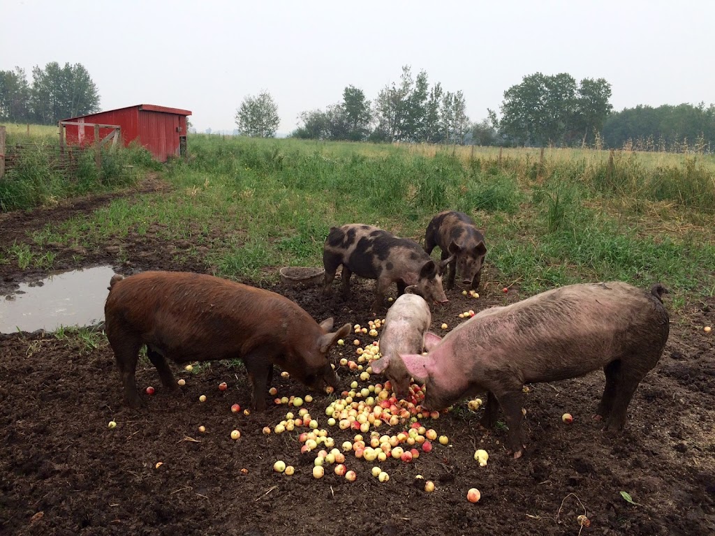Manawan Farms | 56417 Queen Elizabeth II Highway, Alberta T8R 0G8, Canada | Phone: (780) 914-2084