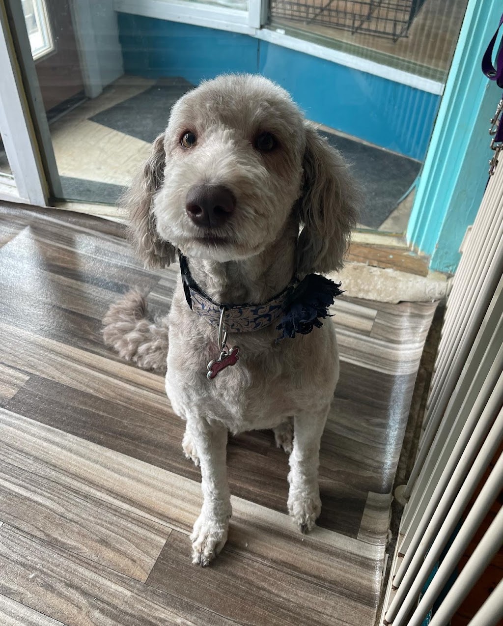 All for the woof | 5324 Main St, Orono, ON L0B 1M0, Canada | Phone: (289) 830-2281