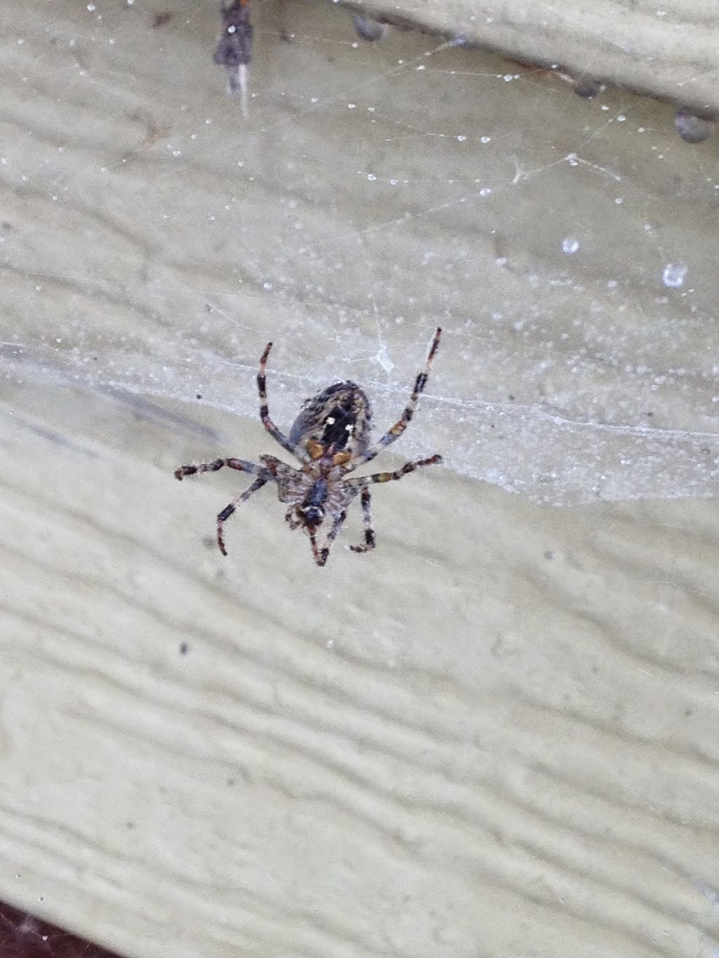 PROTEC Pest Control Richmond Hill | 273 Enford Rd, Richmond Hill, ON L4C 3E9, Canada | Phone: (416) 919-3644