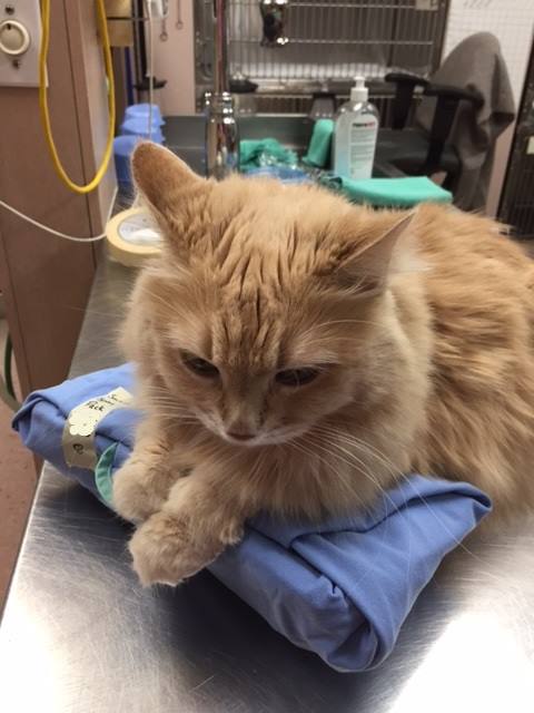 Cambrian Animal Hospital | 598 Falconbridge Rd #5, Sudbury, ON P3A 5K6, Canada | Phone: (705) 566-4085