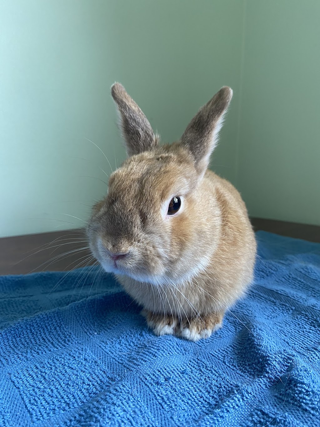 Funny Bunny Services | 10 Tansley Ave, Toronto, ON M1J 1P3, Canada | Phone: (647) 524-4535