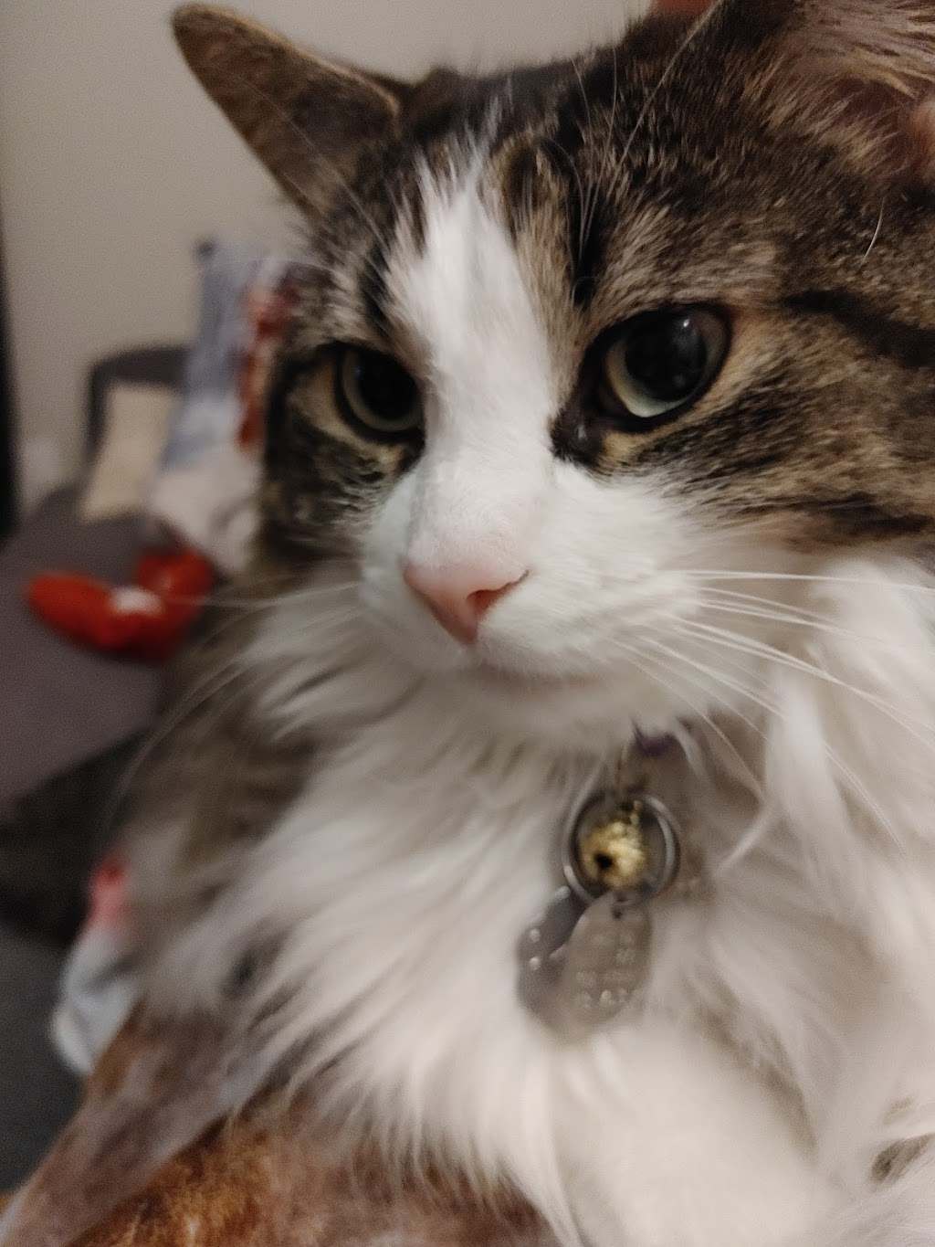 SPCA Roussillon | 80 Rue Goodfellow, Delson, QC J5B 1V4, Canada | Phone: (450) 638-9698