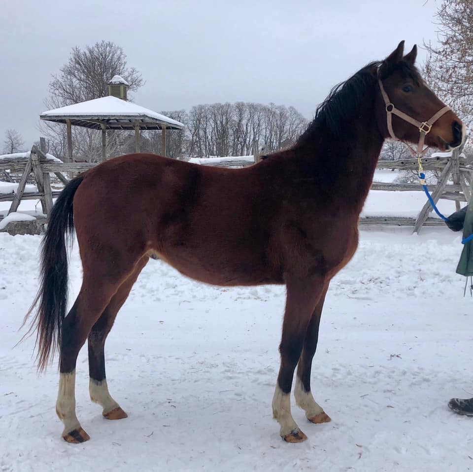 Pikturesque Farm | 1545 Rideau Ferry Rd, Perth, ON K7H 3C7, Canada | Phone: (613) 264-8187