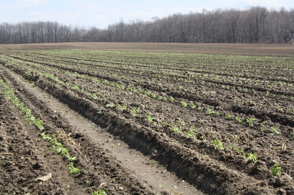 Pfennings Organic Vegetables Inc | 1209 Waterloo Street, New Hamburg, ON N3A 1T1, Canada | Phone: (519) 662-3468