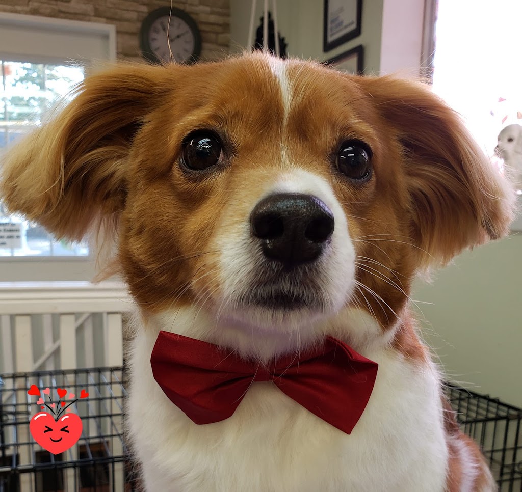 Fetching Fur Dog Grooming | 34517 Pearl Ave, Abbotsford, BC V2S 2V7, Canada | Phone: (604) 853-3647