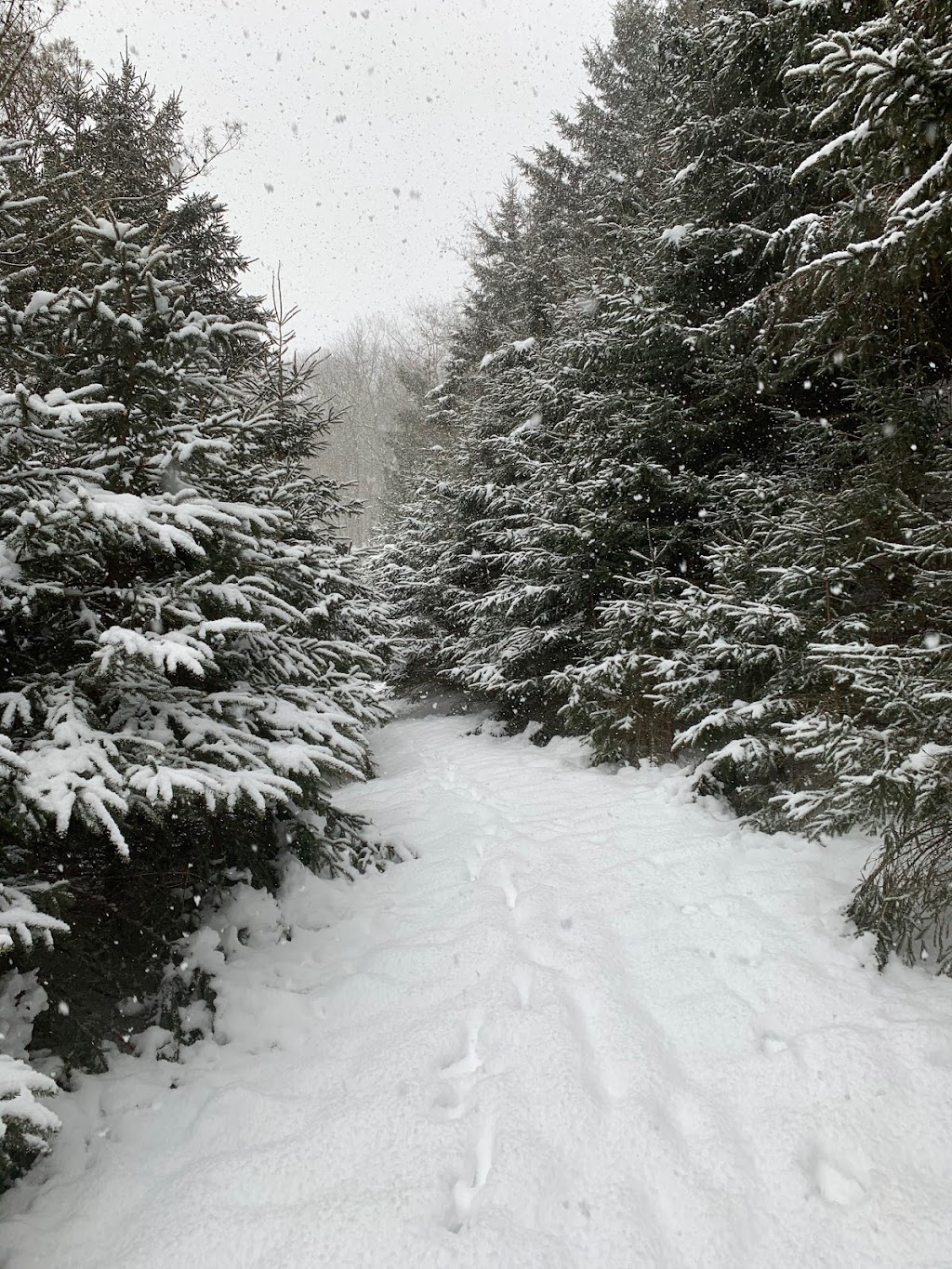 Siebenmorgen Christmas trees | 4660 Sunset Dr, Port Stanley, ON N5L 1B4, Canada | Phone: (519) 782-3063