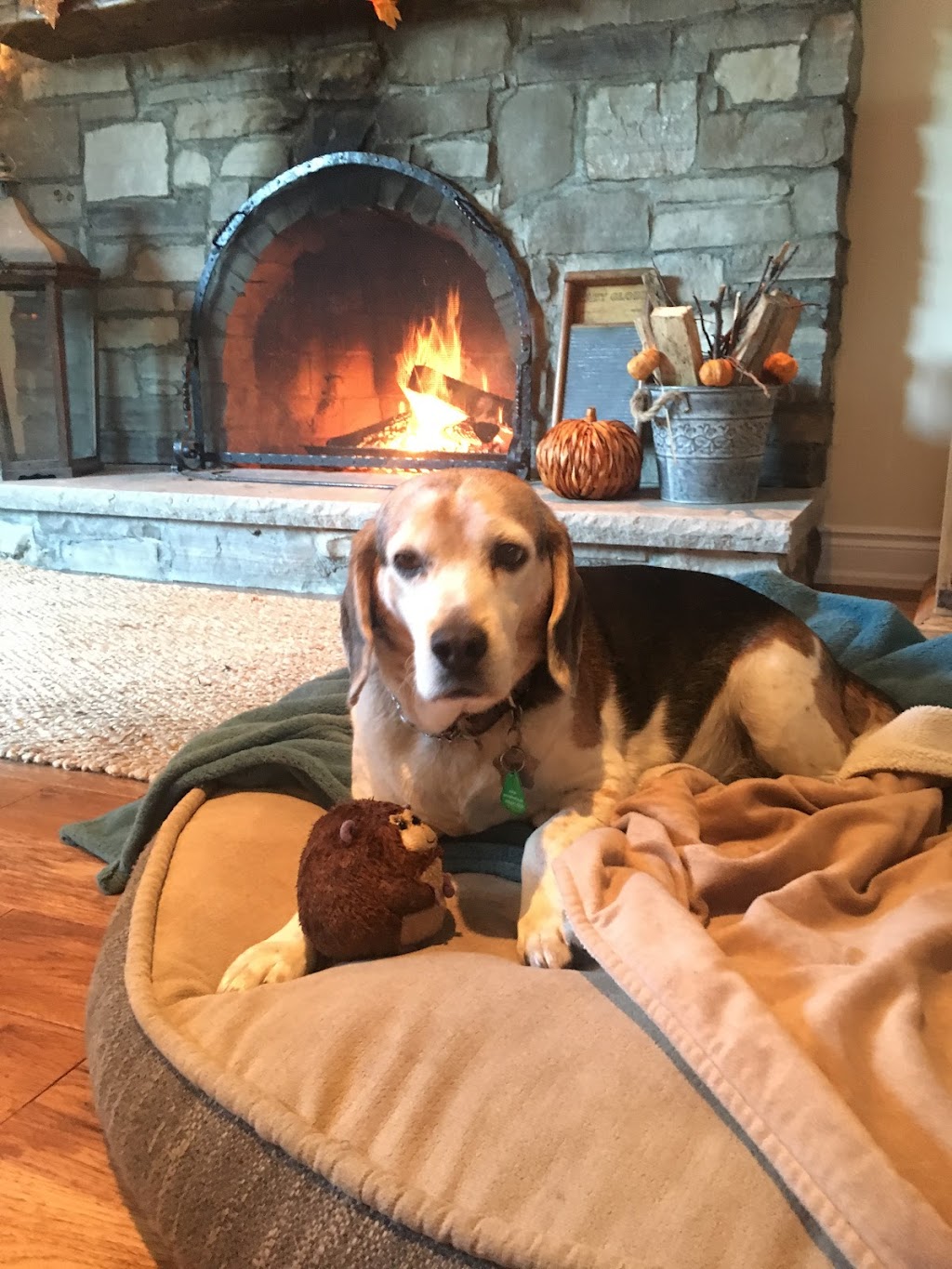 Ravenswood Dog Sitters | 369 Aurora Crescent, Burlington, ON L7N 2B1, Canada | Phone: (647) 702-0046