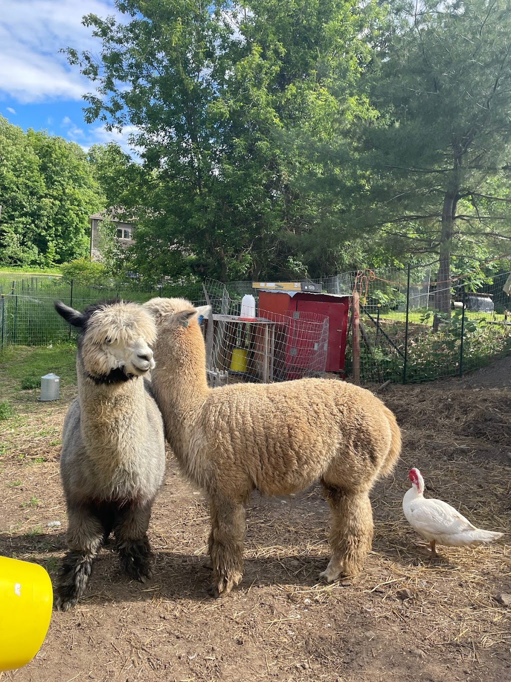 Skywatcher Alpaca Farm | 14 Ahsennénhson, Oka, QC J0N 1E0, Canada | Phone: (514) 224-3457
