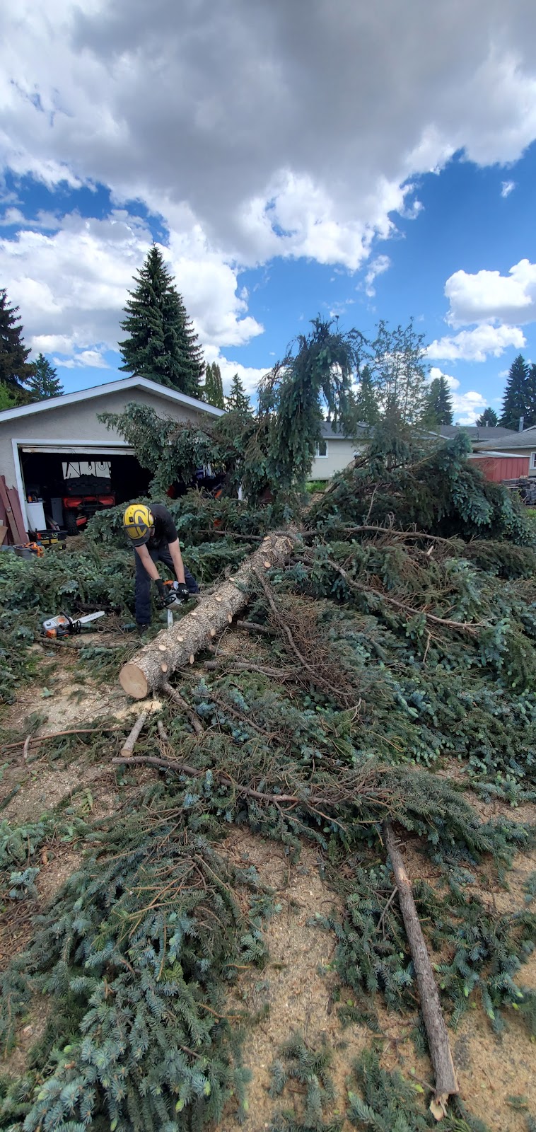 City Tree Service | 10910 69 Ave NW, Edmonton, AB T6H 2E5, Canada | Phone: (780) 271-8733
