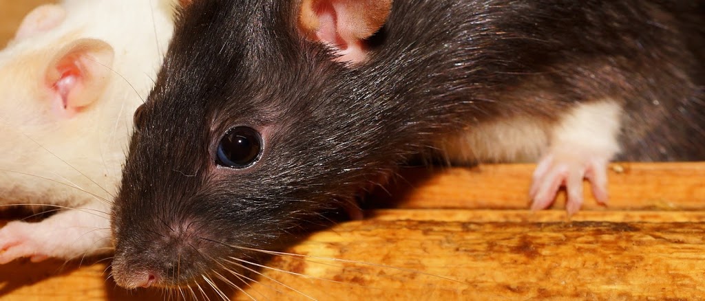 Conclusion Pest Control | 7, 1800 D Main St, Saskatoon, SK S7H 4B3, Canada | Phone: (306) 715-1717