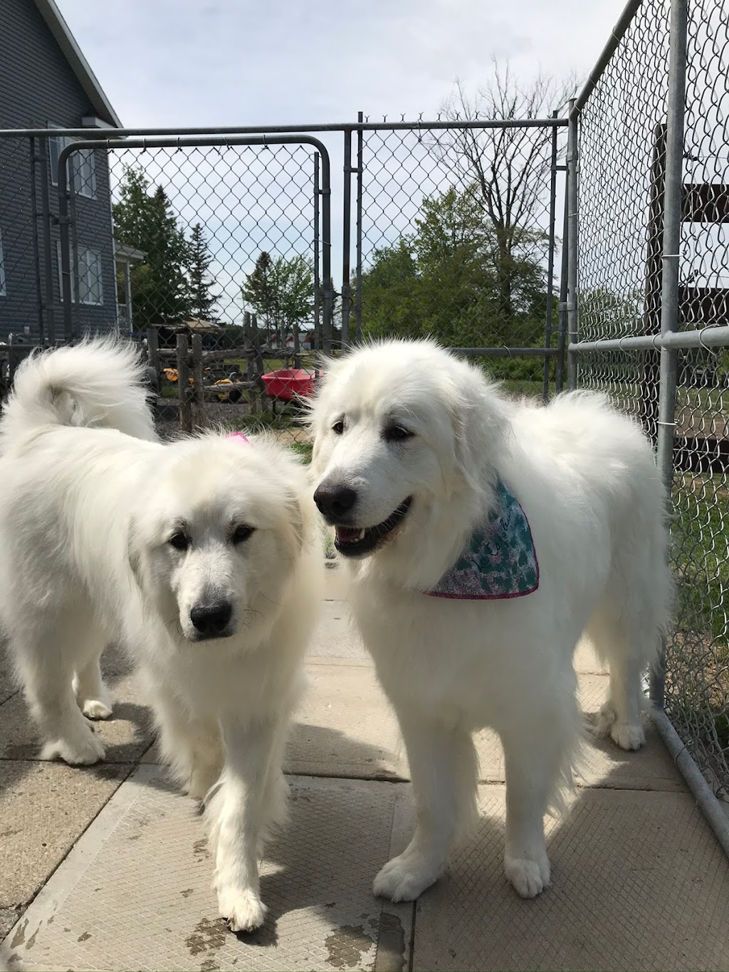 Complexe Canin Le Cajoleur | 220 Rte St André, Saint-Étienne-de-Lauzon, QC G6J 1E8, Canada | Phone: (418) 832-1255