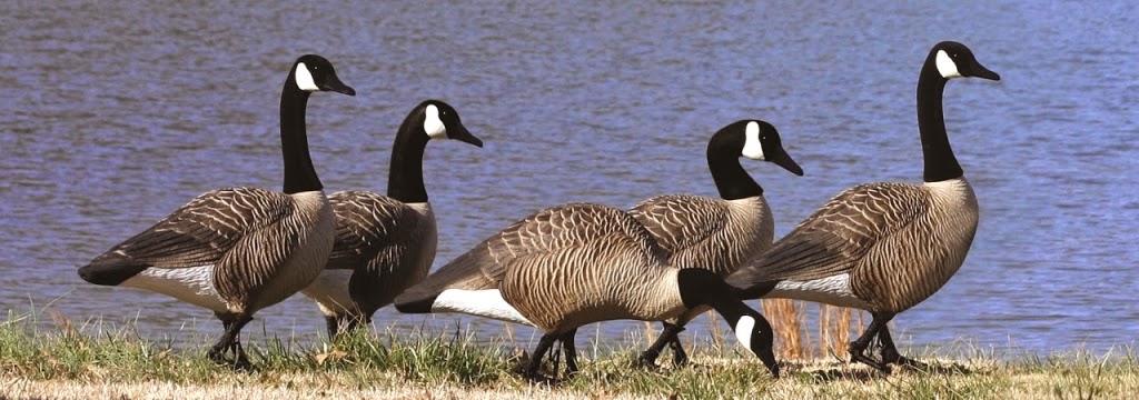 Canadian Waterfowl Supplies | 81 Oakland Rd, Scotland, ON N0E 1R0, Canada | Phone: (855) 434-3825