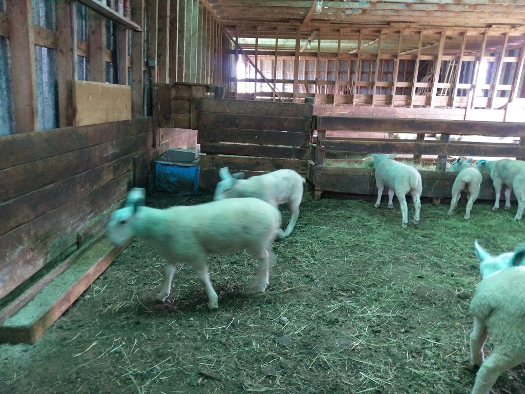 Upperbrook Farm | 989 Upper Brookside Rd, Central North River, NS B6L 6W6, Canada | Phone: (902) 895-4708