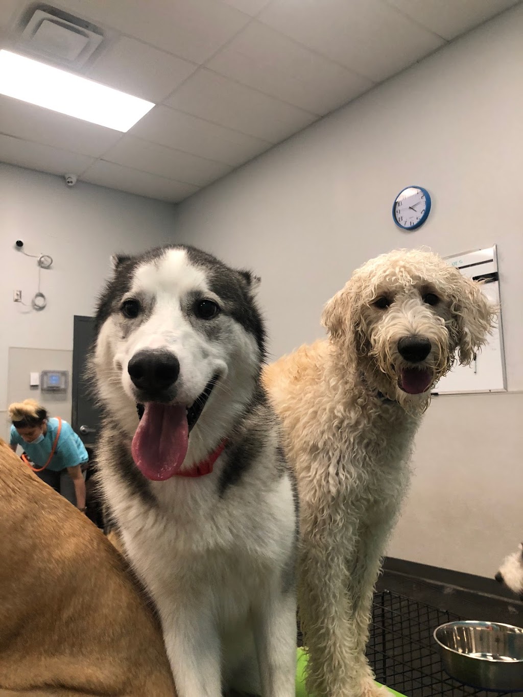 Dogtopia of Lionhead | 8265 Financial Dr Unit 1, Brampton, ON L6Y 1M1, Canada | Phone: (647) 317-1631