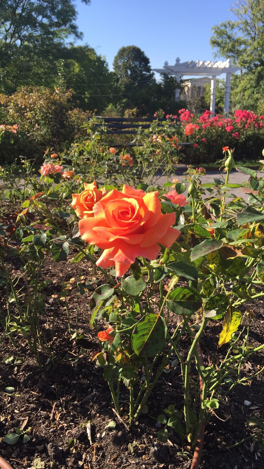 Massage & Mindful Health Yoga by Erin | 443 Vine St, Lockport, NY 14094, USA | Phone: (716) 523-7685