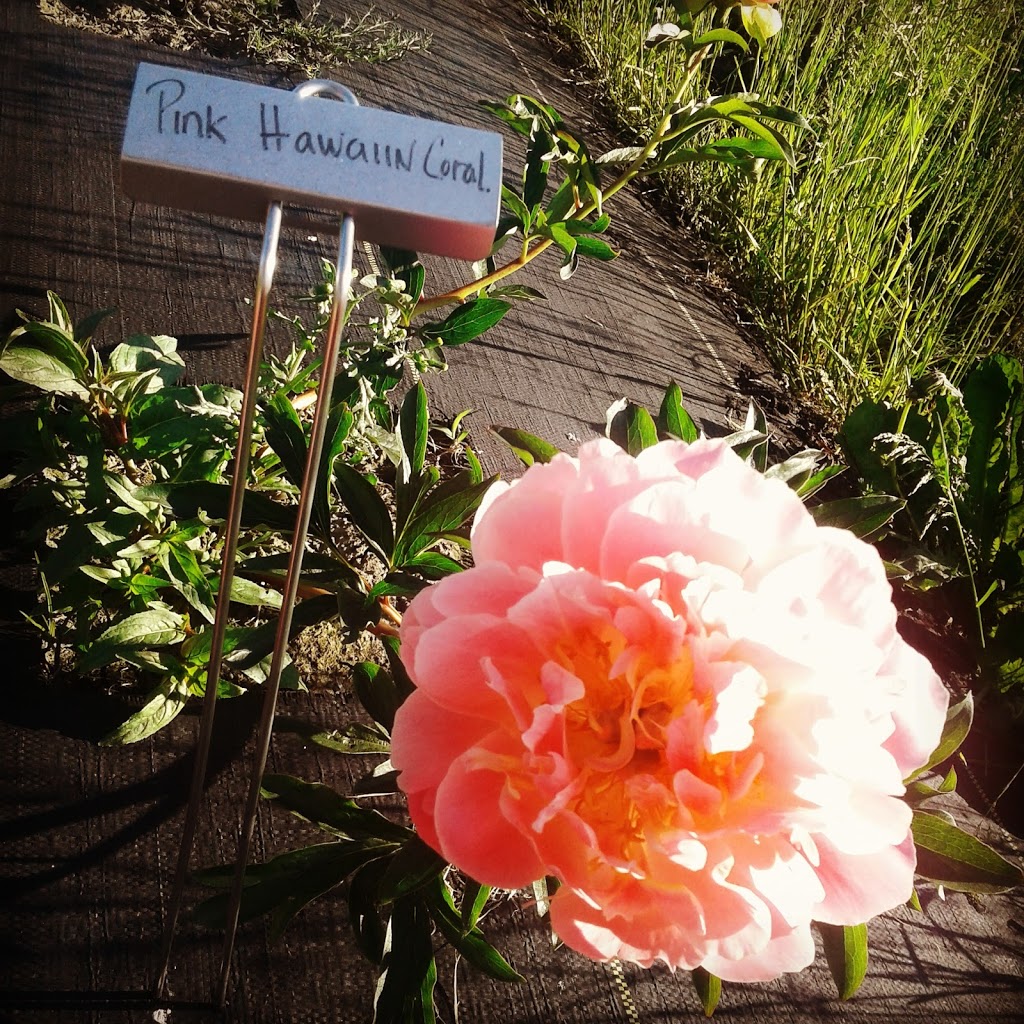 Pure Peonies | 2949 E Badger Rd, Everson, WA 98247, USA | Phone: (360) 966-7878