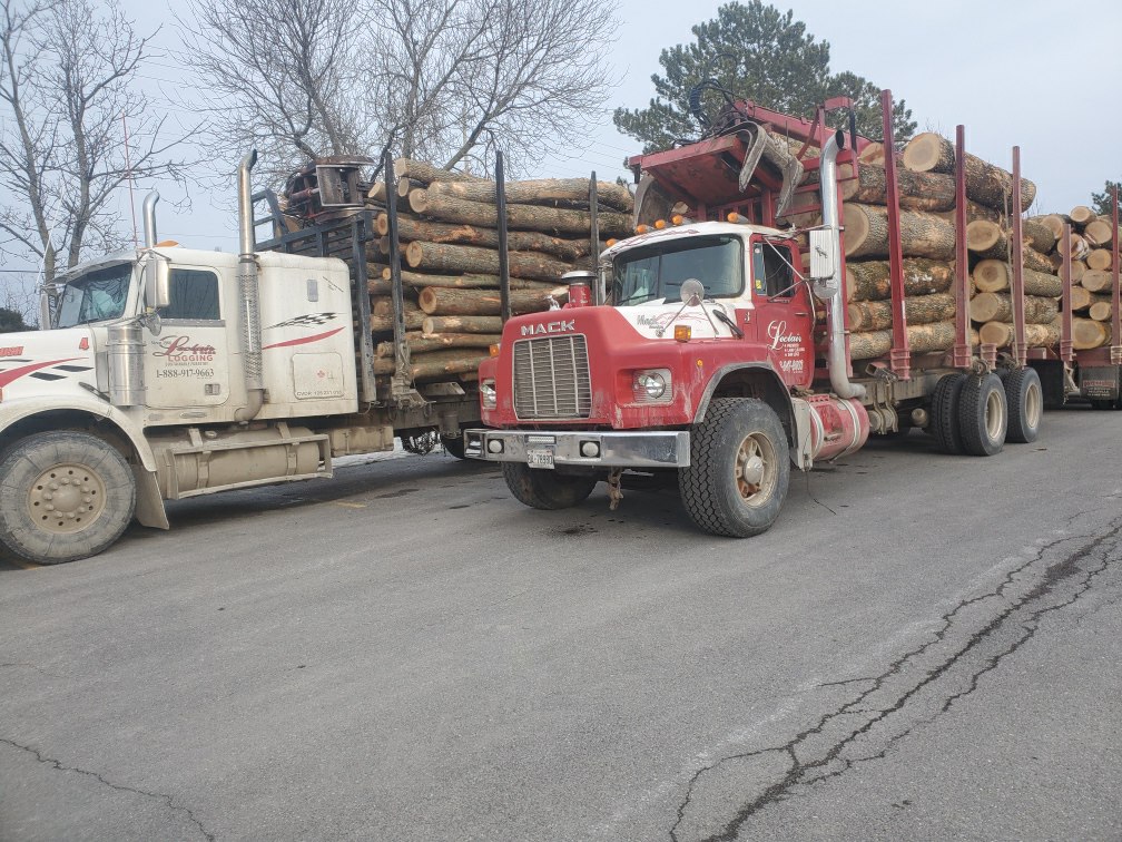 Leclair Forestry Services | 962 Lazier Rd, Shannonville, ON K0K 3A0, Canada | Phone: (613) 919-0386
