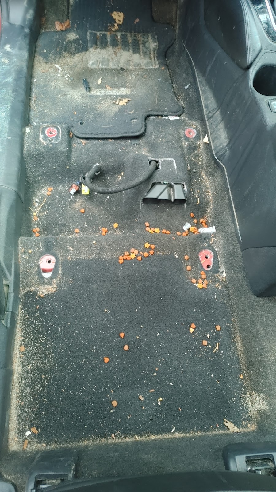 O.C.D Overall Complete Detailing | 9 floralan, Minden, ON K0M 2K0, Canada | Phone: (705) 455-7421