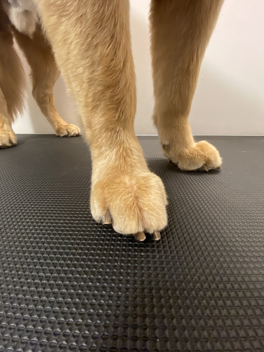 Nataly’s home based grooming salon | Summers Dr, Thorold, ON L2V 4Z9, Canada | Phone: (431) 349-0666