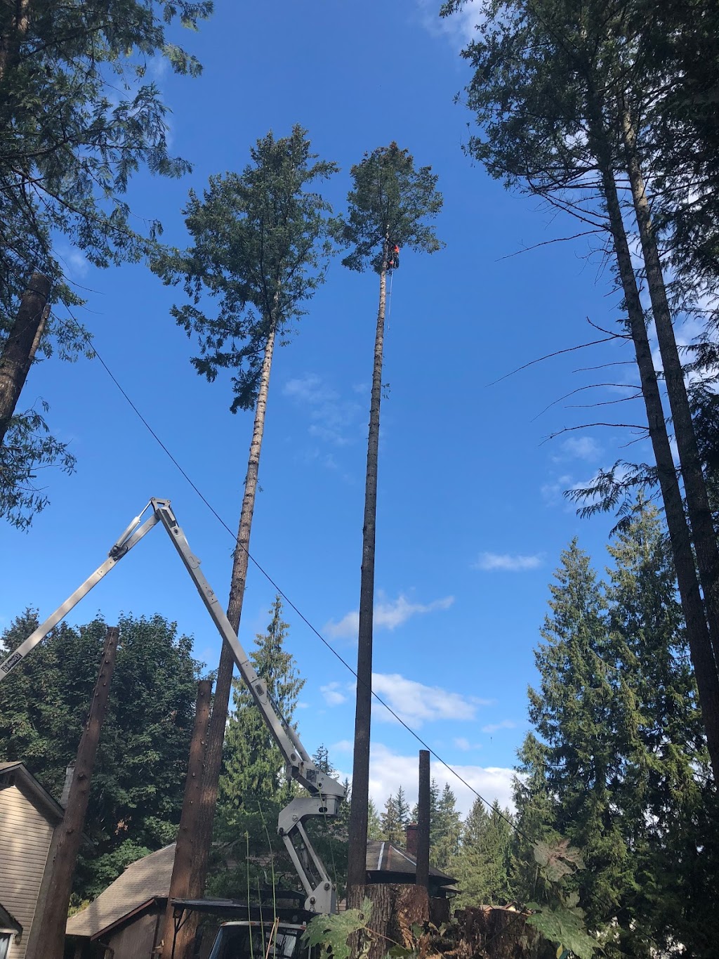 Joe Skillen Tree Services Ltd. | 42244 Yarrow Central Rd, Chilliwack, BC V2R 5H8, Canada | Phone: (604) 858-9376