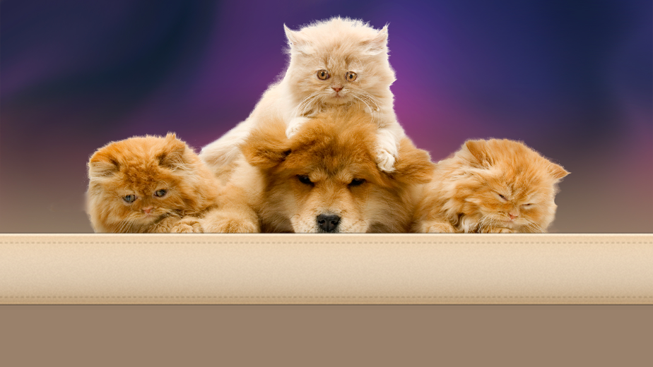 Aldershot Animal Hospital | 475 Enfield Rd, Burlington, ON L7T 2X5, Canada | Phone: (905) 632-2211